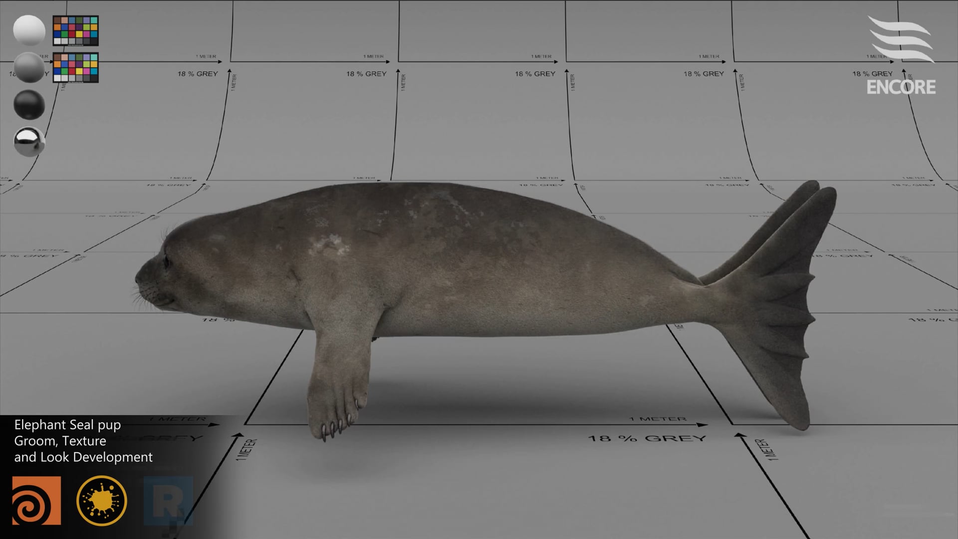 ElephantSealPup
