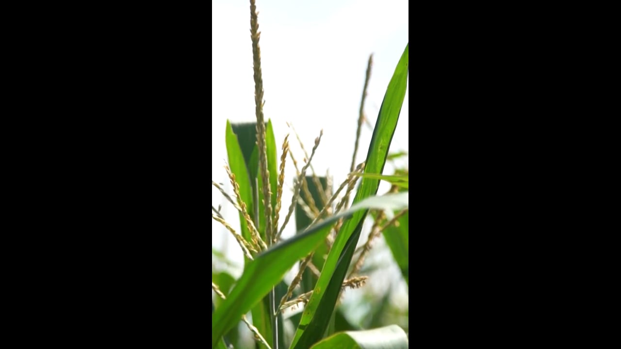 TRABAJAMOS CON PIONEER