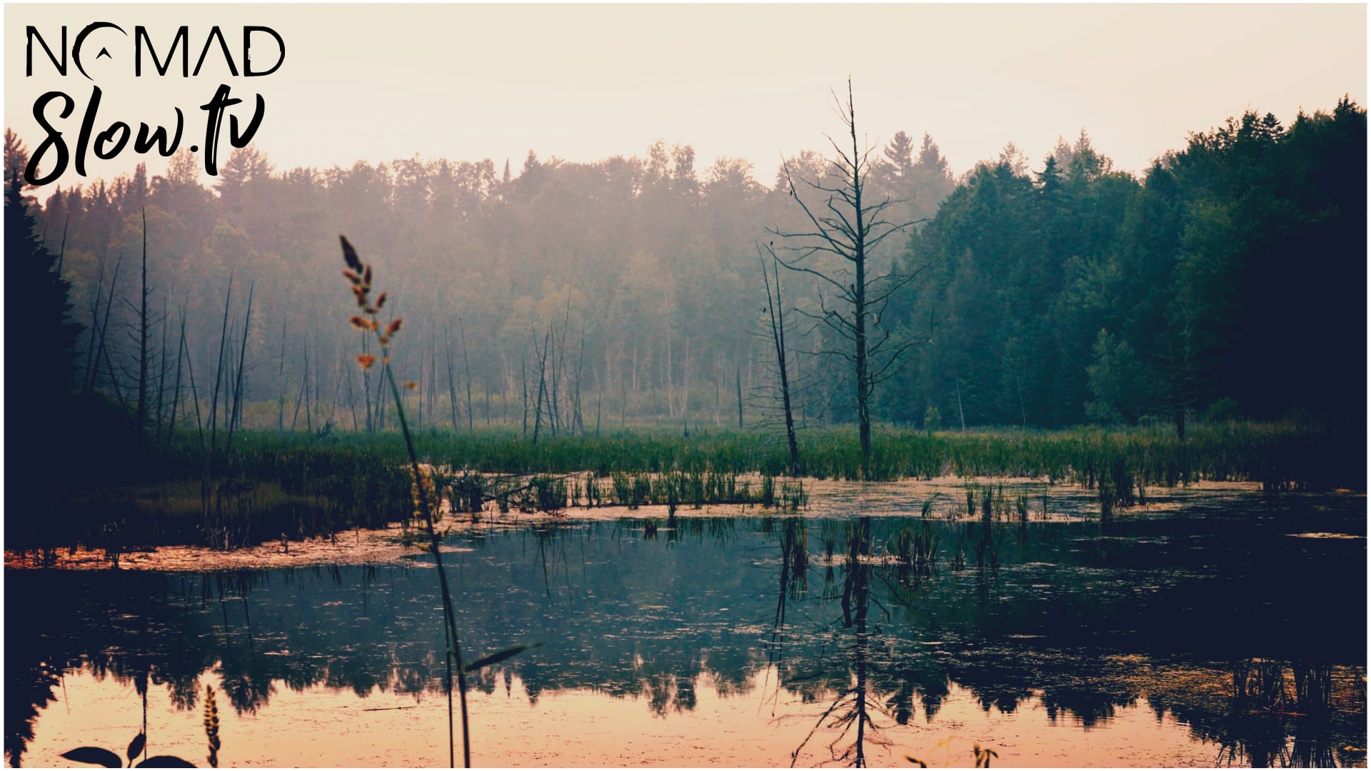 Sea of Green - Fields