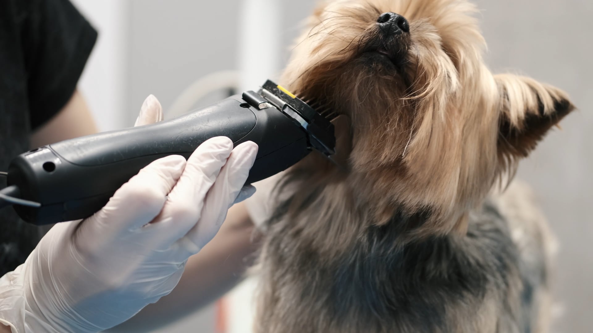 Dog Groomer Athens TX