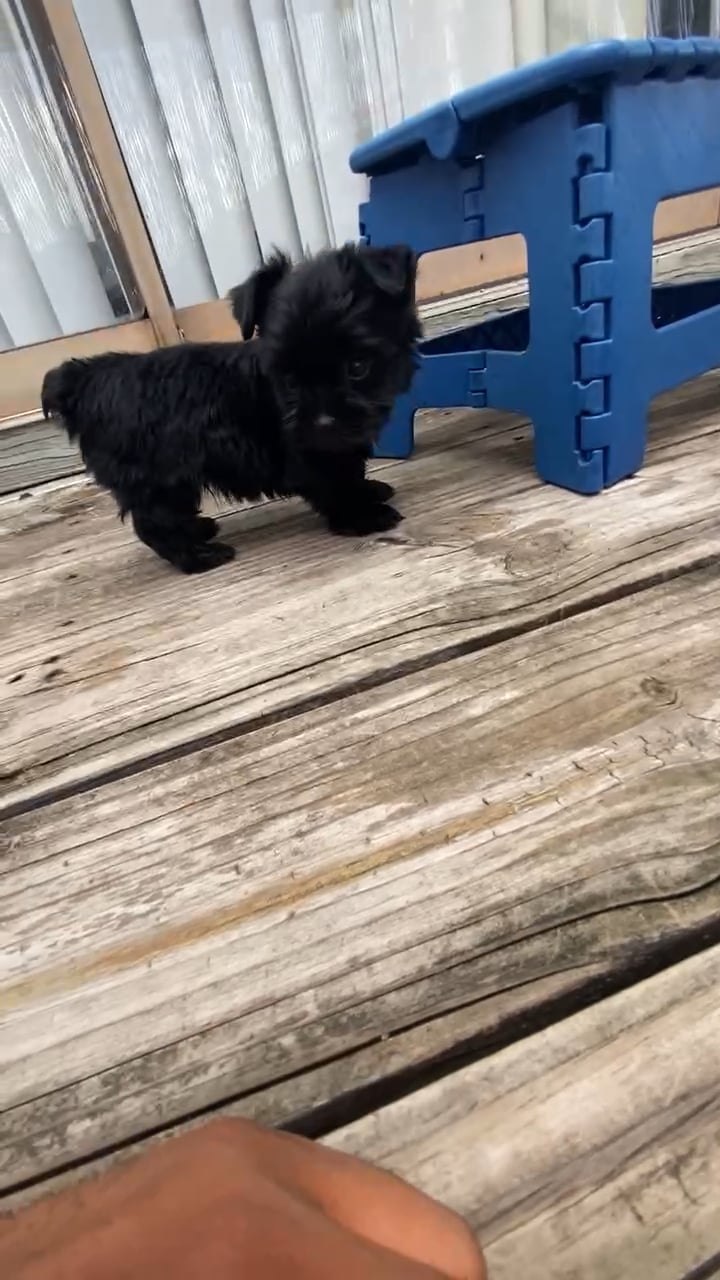 Ghost - Yorkshire Terrier - Yorkie puppy for sale on Vimeo