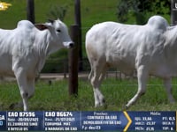 Lote 354
