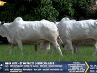 Lote 401