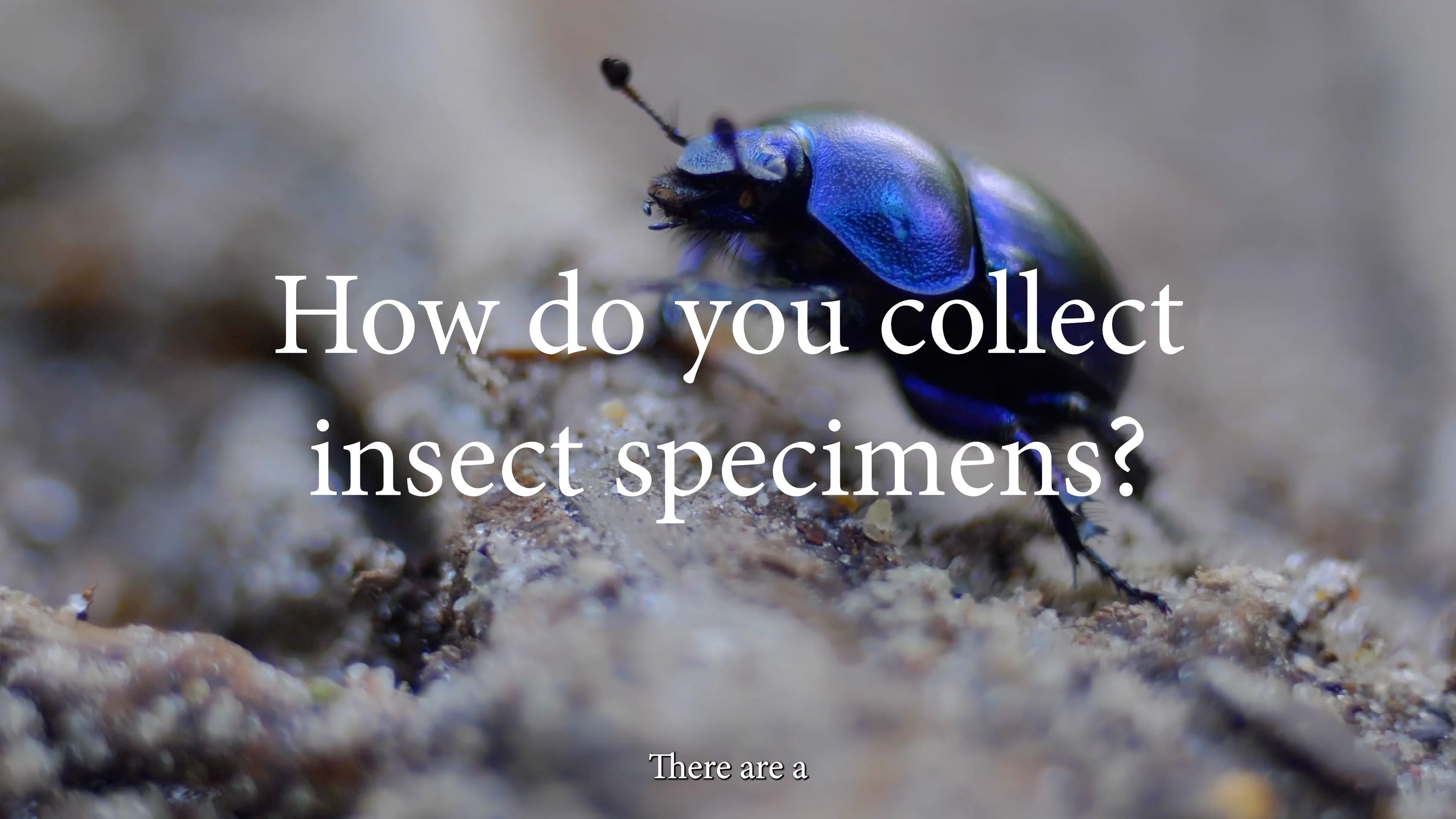 How Do You Collect Insect Specimens? on Vimeo