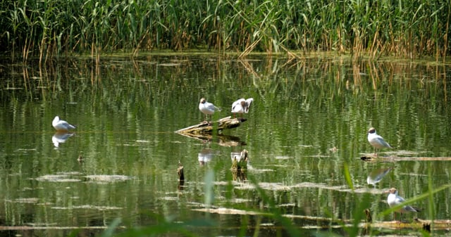 Birds Trunk River Free Stock Video - Pixabay