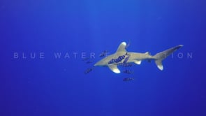 0537_Oceanic Whitetip Shark