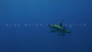 2184_Oceanic Whitetip Shark passing close by in slow motion