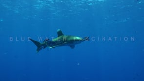 2185_Oceanic Whitetip Shark passing