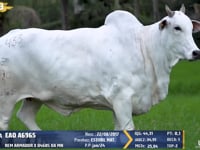 Lote 433