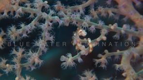 1983_pygmy seahorse denise inside purple sea fan