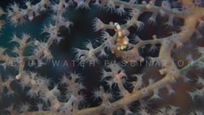 1985_Pygmy seahorse denise swimming inside purple sea fan