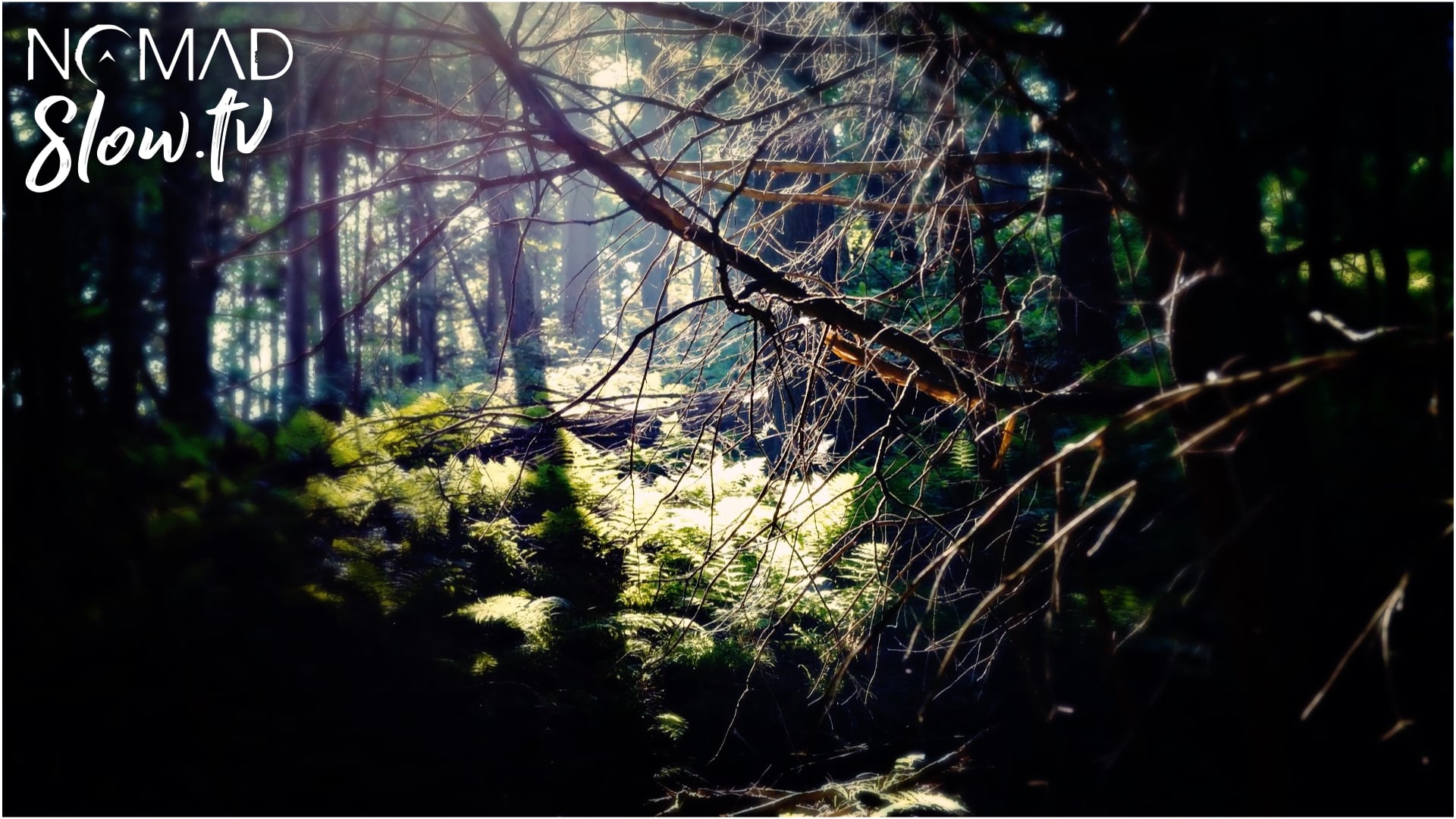 Sea of Green - Into the Woods