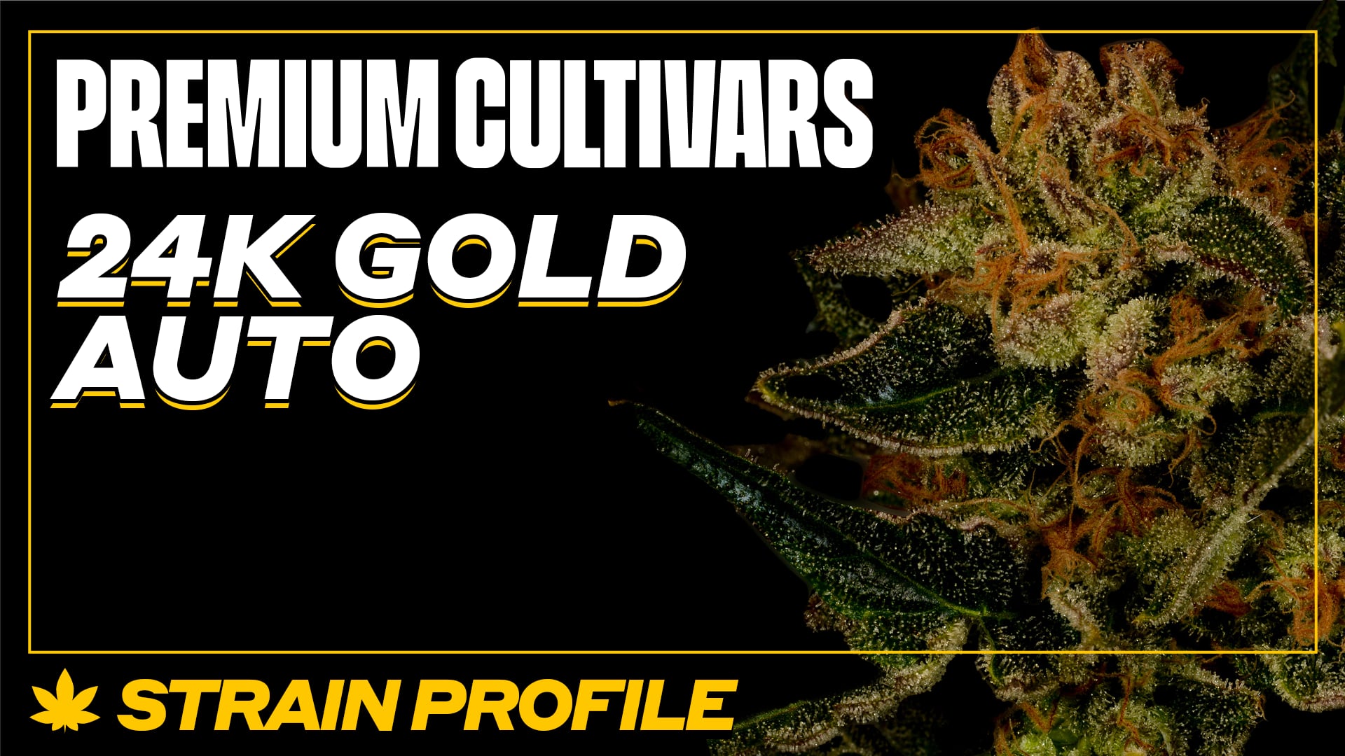 24k Gold Auto  24 THC  Buy Autoflower Seeeds  Auto Weed