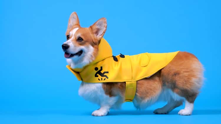 Corgi jacket hot sale