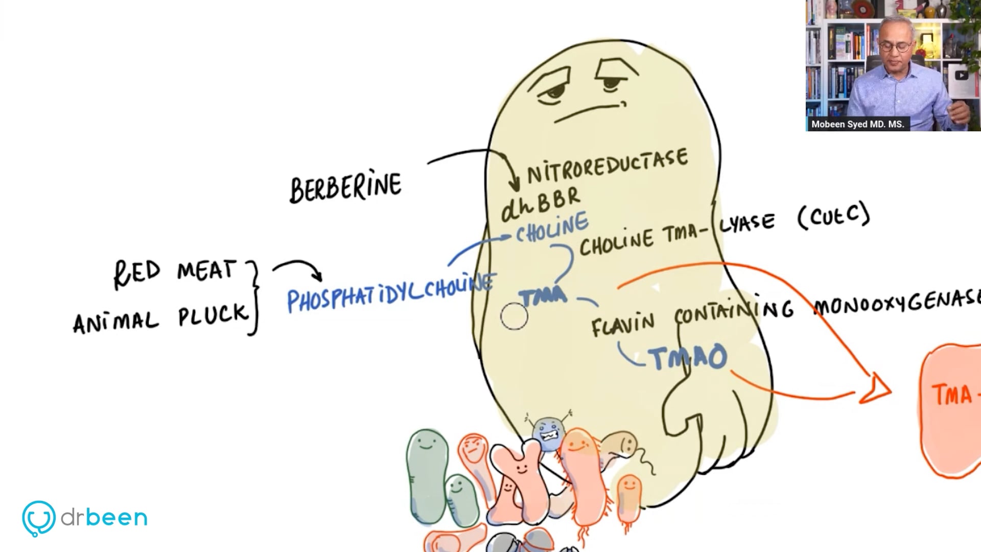 Berberine Reduces Atherosclerotic Plaques (Small Study)