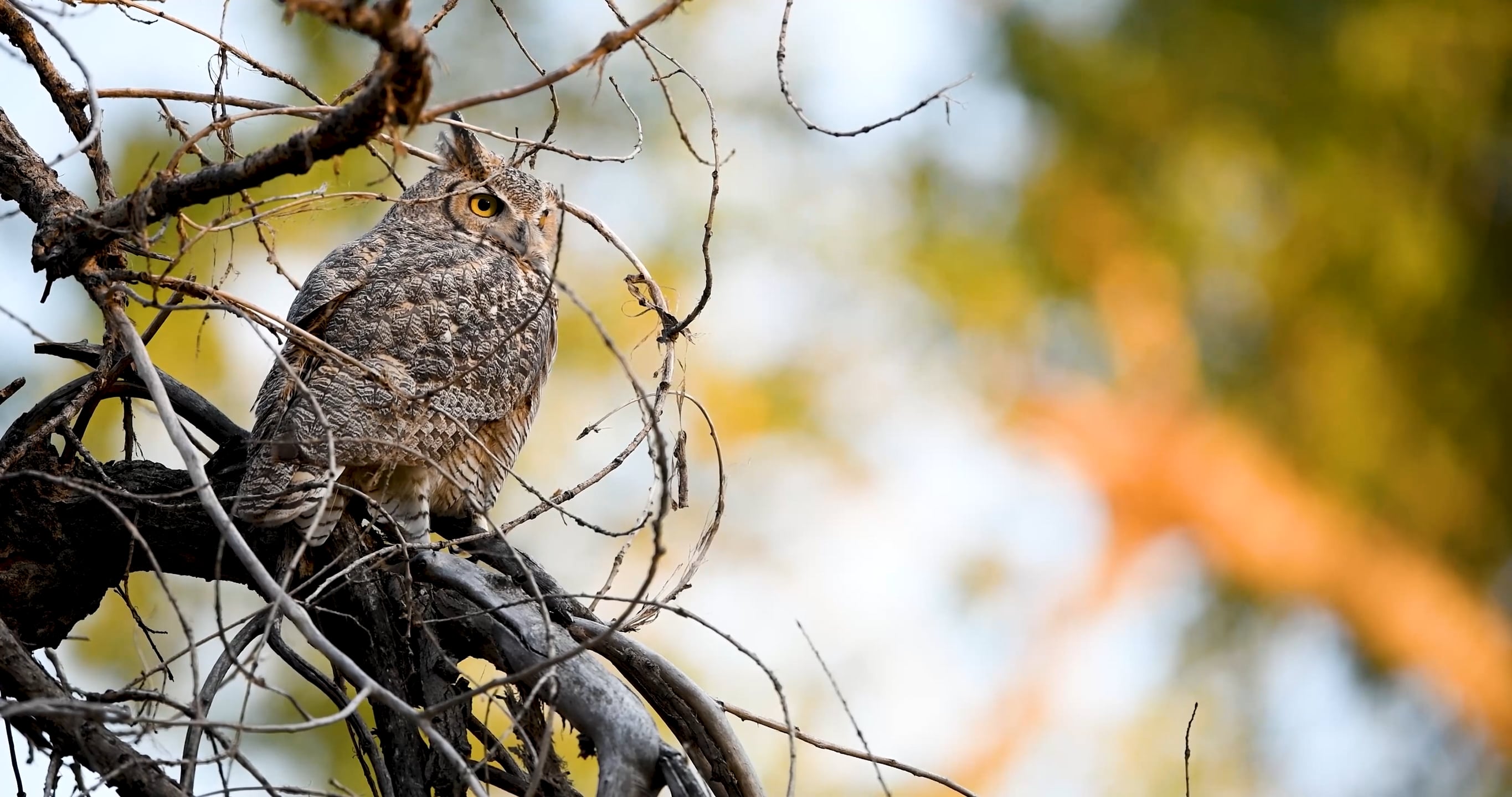 Environmental Learning Center Birding Guide