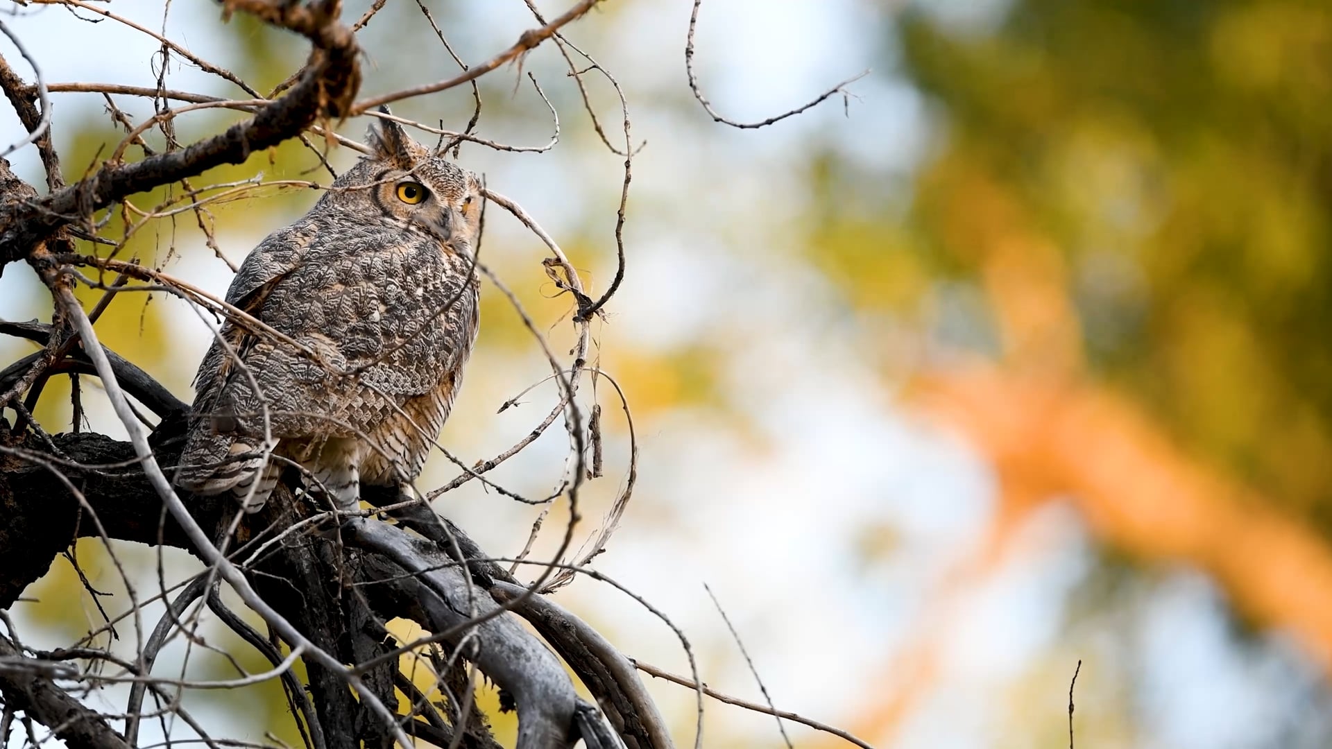 Environmental Learning Center Birding Guide