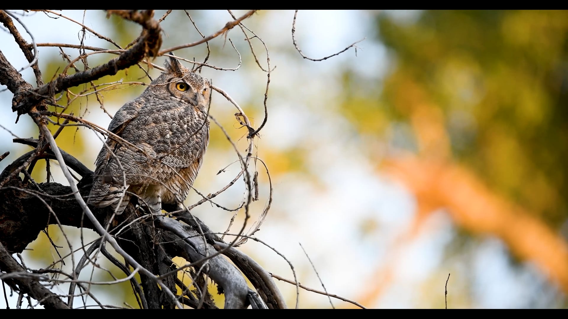Environmental Learning Center Birding Guide