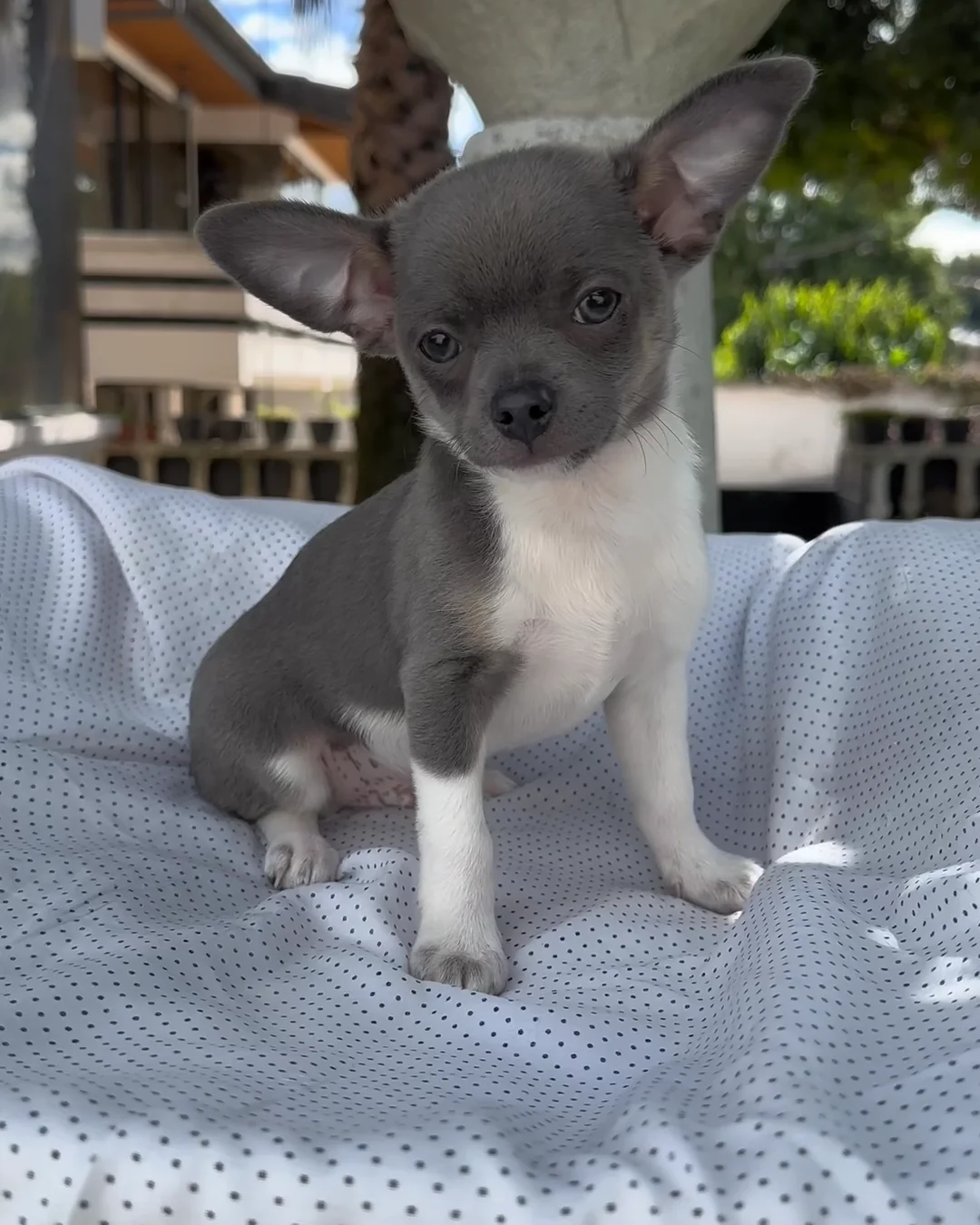 Blue discount tan chihuahua