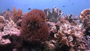 1170_coral reef with clown fish static shot