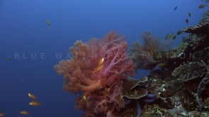 1172_Soft corals and fish static shot