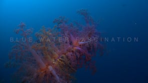 1190_Orange and pink soft corals in blue ocean