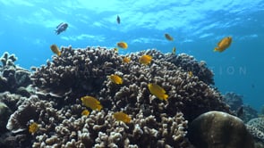 1191_Reef with hard corals and yellow reef fish
