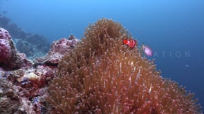 1193_Coral reef with sea anemone and clownfish