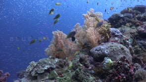 1199_coral reef active soft corals and reef fishes
