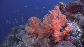 1200_drifting over active coral reef soft corals and reef fishes