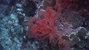 1201_drifting over reef with pink soft coral