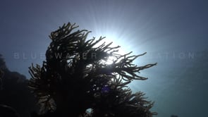 1295_sharp sun rays shining through soft corals
