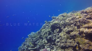 1494_shallow coral reef red sea