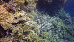 1532_parrotfish on coral reef