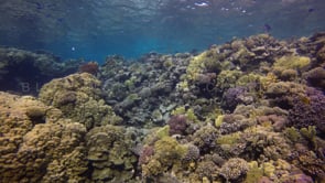 1495_colorful coral reef red sea