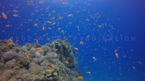 1533_coral reef orange anthias red sea