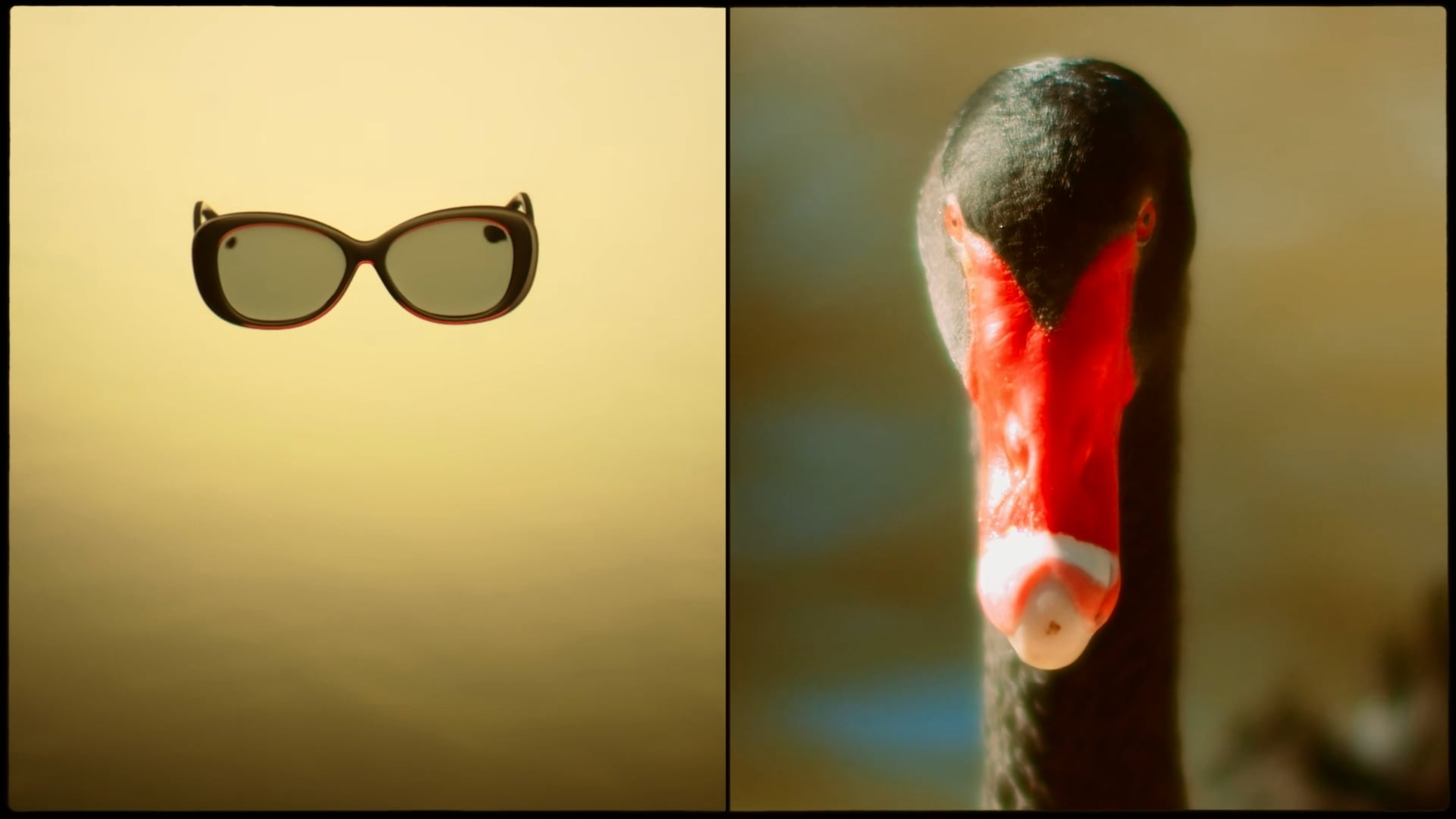 Choice of Frames on Vimeo