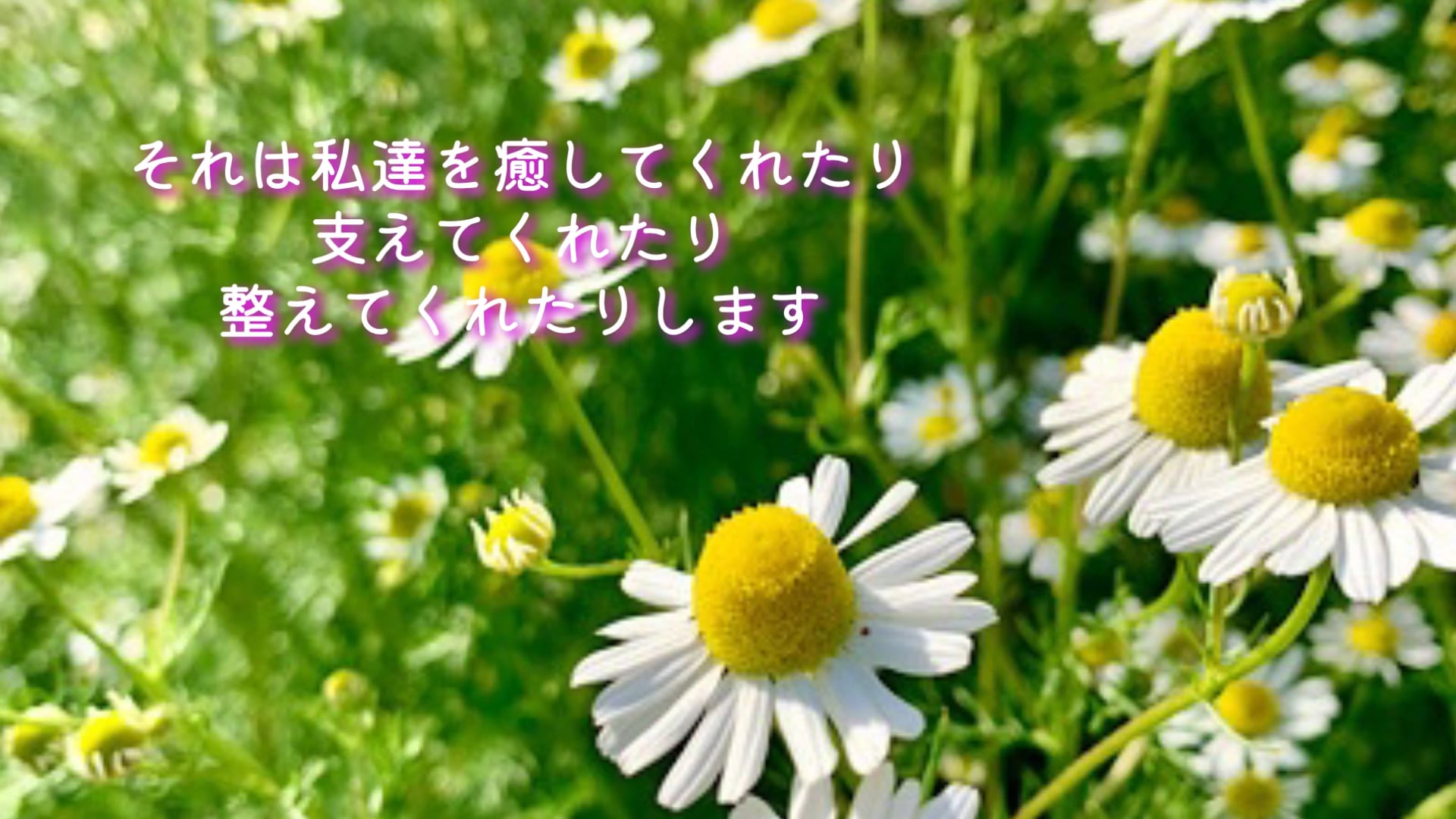 予告編動画のサムネイル画像