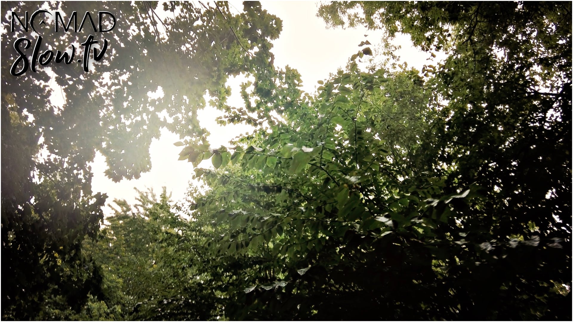 Sea of Green - Rainscape