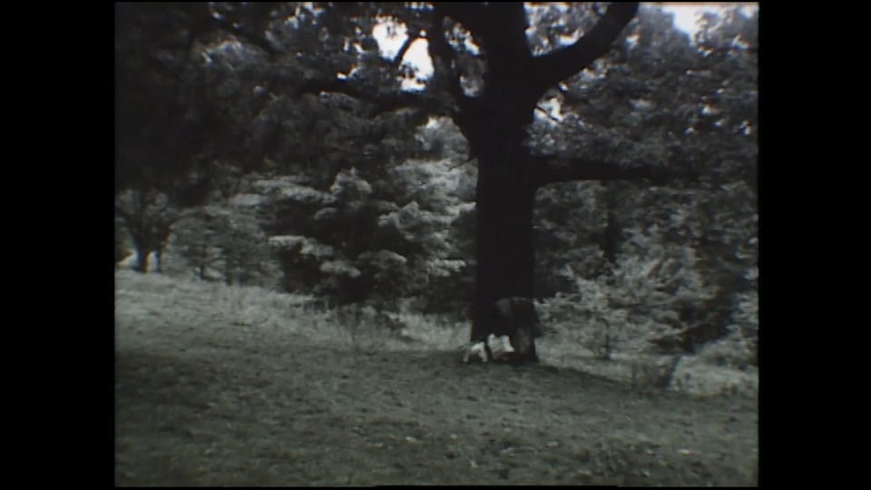Tree Tale