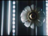 Video Image