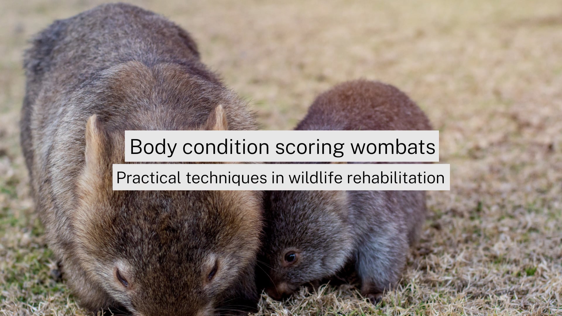 Body condition scoring wombats
