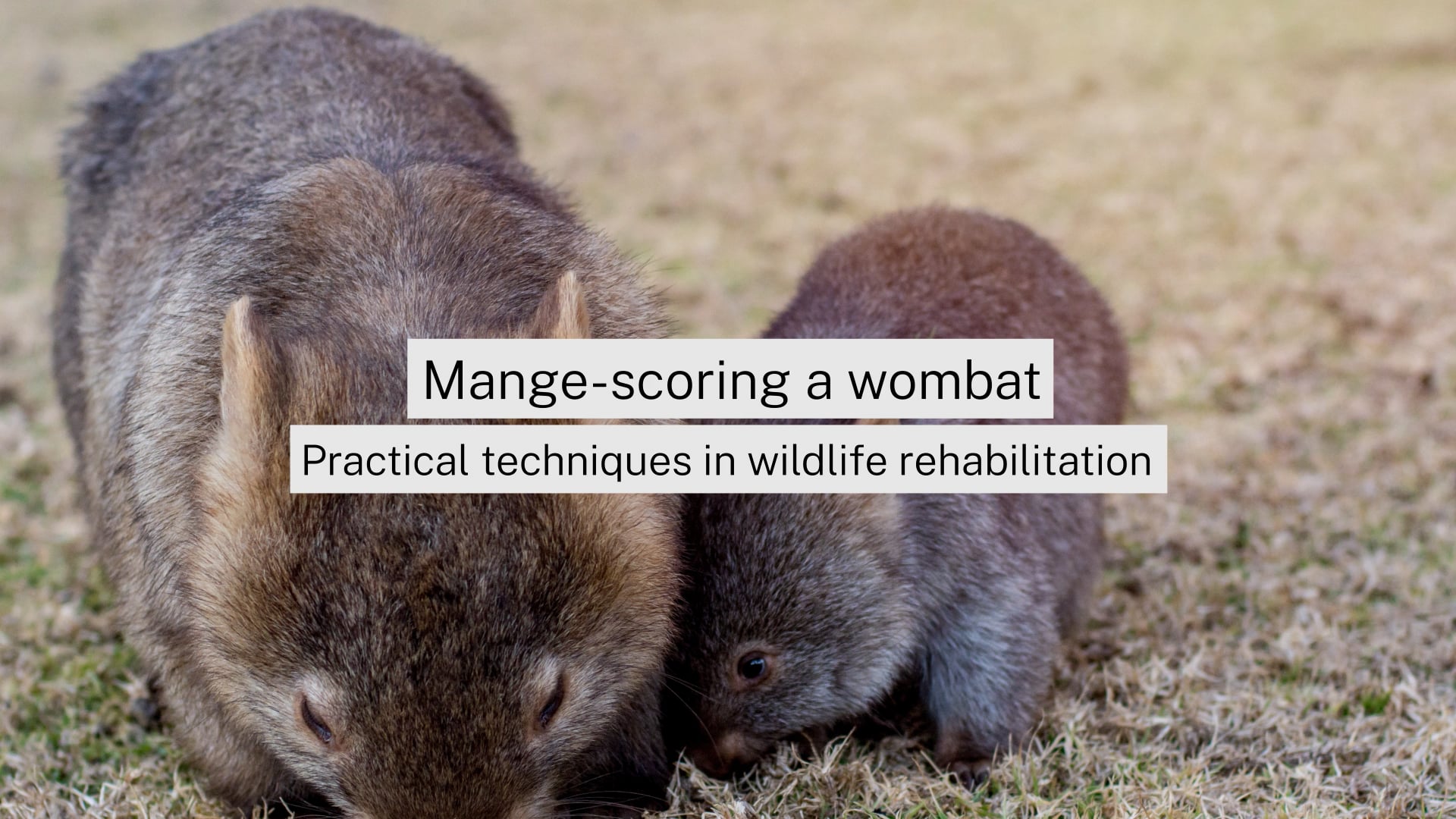 Mange-scoring a wombat