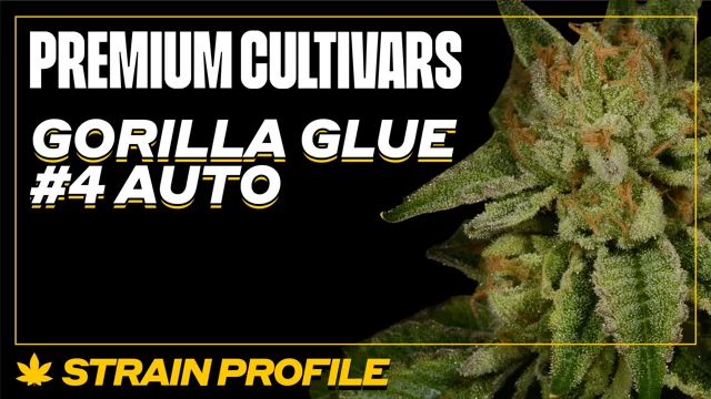 Gorilla Glue Auto Strain History