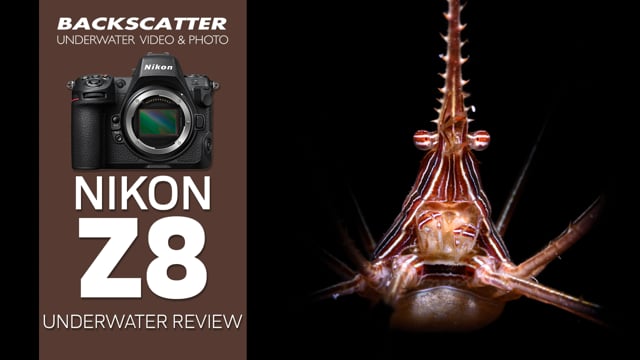 Nikon Z8 Underwater Camera Review