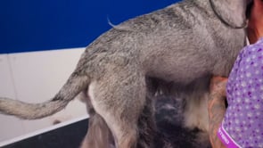 Related Embedded Video Item Thumbnail