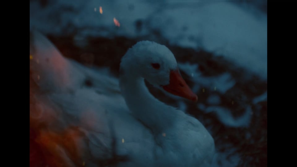 TIM HORTONS Goose