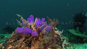 1726_blue ascidians coral rock