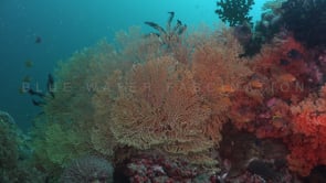 1727_Orange sea fan on coral reef
