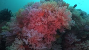 1729_mixed colorful soft corals on coral reef